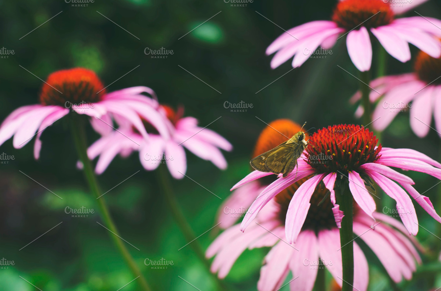 pink flower and moth, a Nature Photo by Lilly Lane Market