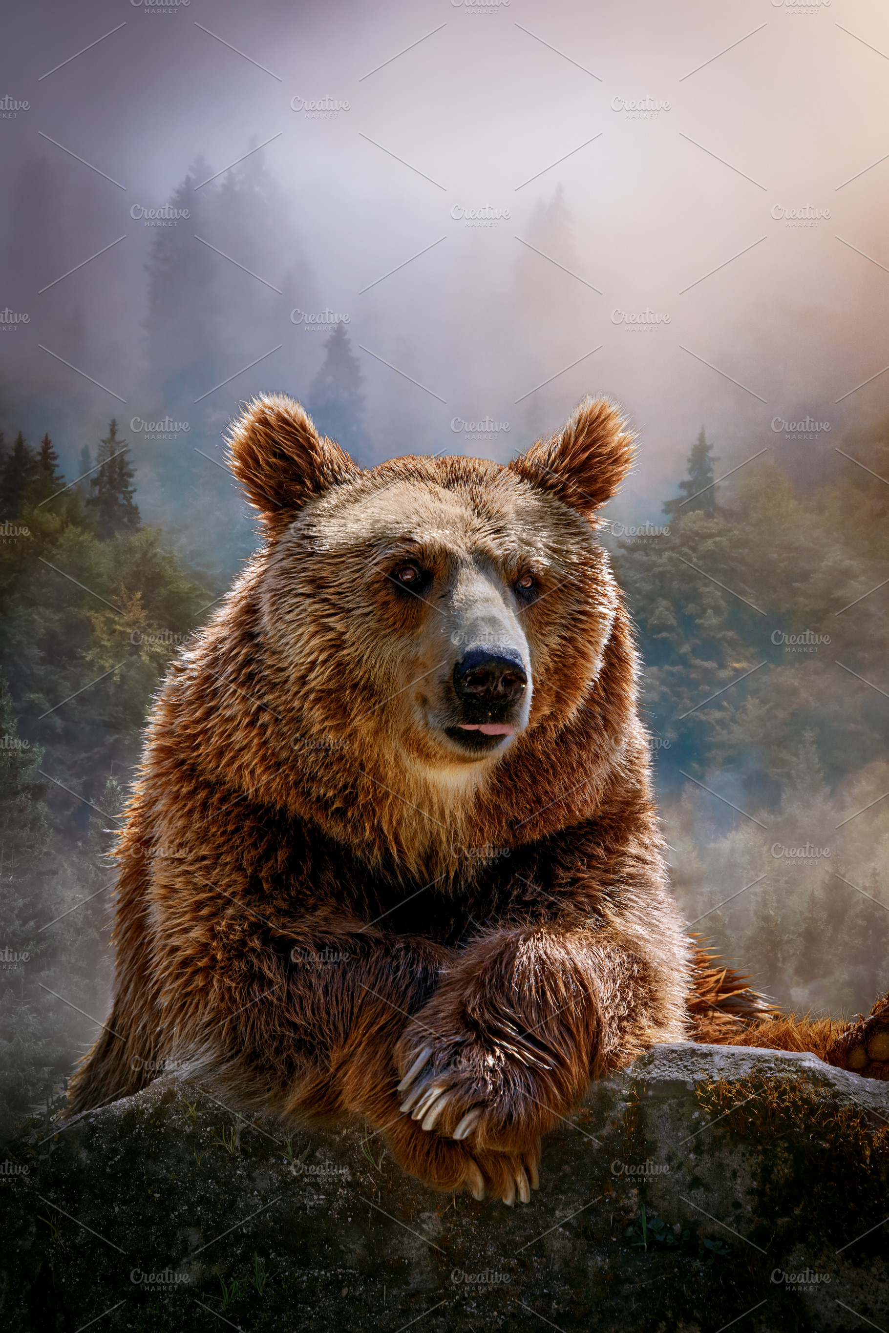 Brown Bear in Misty Forest with Warm, an Animal Photo by Perpis