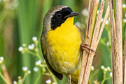 30 Songbirds Photo WallArt Printable, an Animal Photo by Image for Sale (Thumbnail 4 of 4)