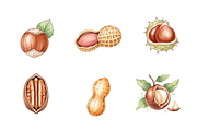 Watercolor Nuts Clipart, a Food Illustration by BerryPieArt (Thumbnail 2 of 4)