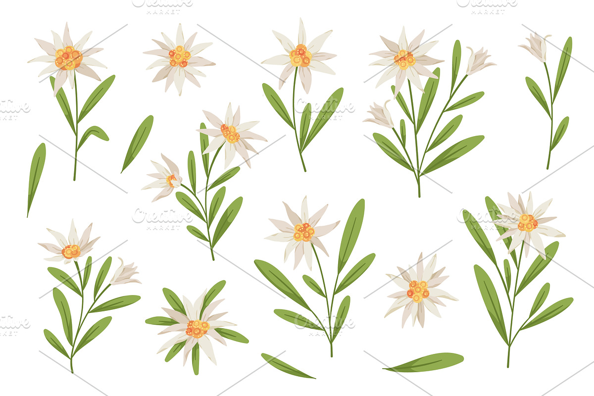 Beautiful edelweiss flowers, an Object Illustration by YummyBuum