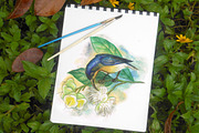 watercolor birds, an Illustration by Graphobia (Thumbnail 2 of 5)