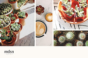 Retreat | Botanical Stock Photo Bund, a Nature Photo by MDSN Design (Thumbnail 2 of 16)