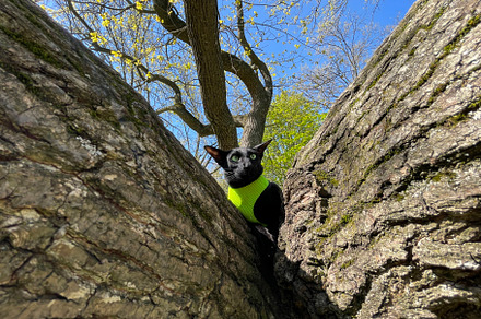 Black cat on tree, an Animal Photo by Vapi