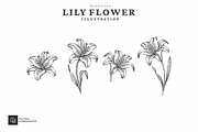 Vintage Hand Drawn Lily Flower, an Object Illustration by putra_purwanto (Thumbnail 3 of 3)