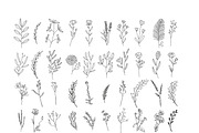 200 Wildflowers Line Art Botanicals, an Illustration by LifestyleCraftCo (Thumbnail 3 of 6)