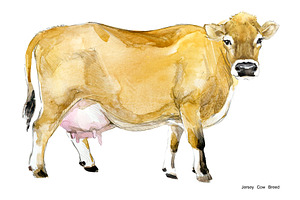 Cow Breeds. Cattle Watercolor Set