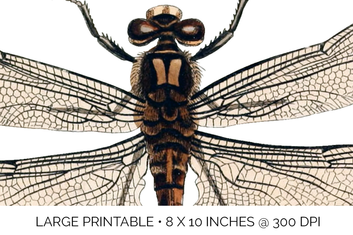 Dragonfly Australian Vintage Insect, an Illustration by Enliven Designs (Photo 5 of 8)