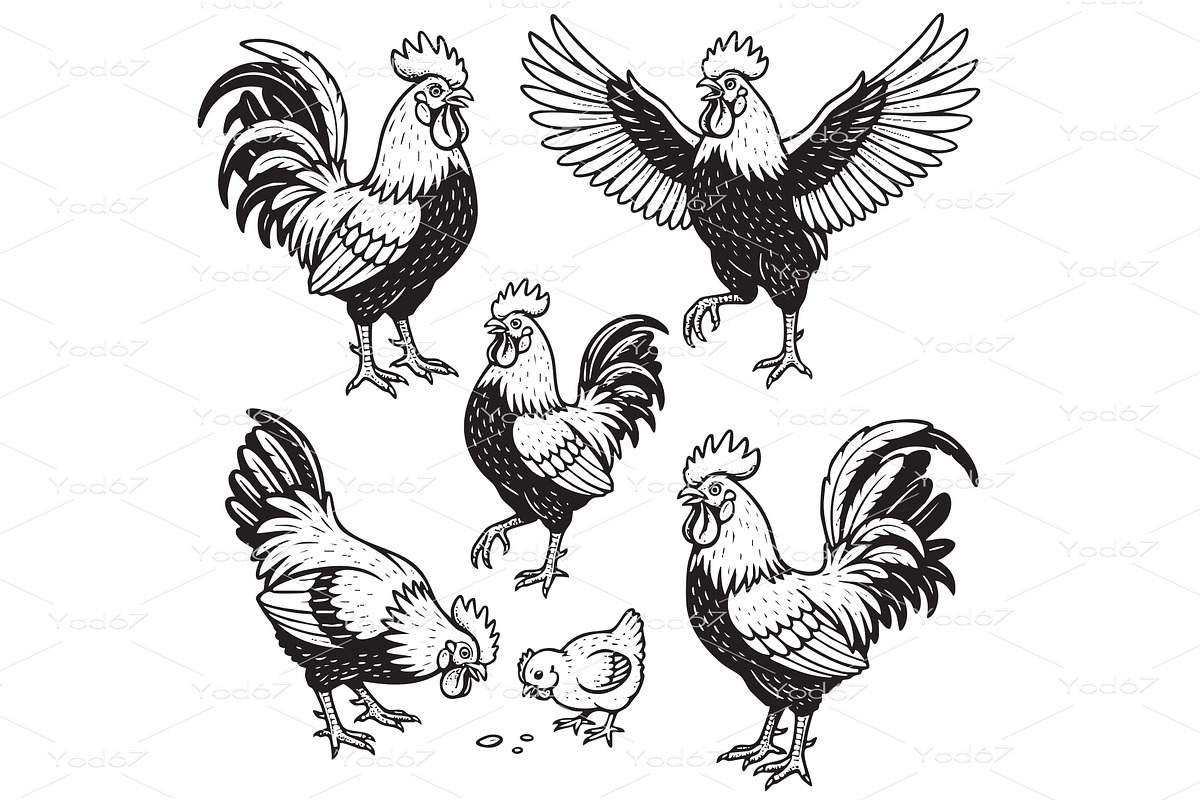 Set of various rooster and hen, an Animal Illustration by yod67