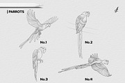 Bird Procreate Brush, a Brush Add-On by Freya.art Illustrations (Thumbnail 8 of 9)