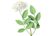 Elder Plant Botanical Illustration, an Illustration by Anna Repp Illustration (Thumbnail 5 of 7)