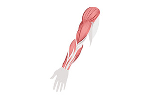 Skeletal muscle tissue with, an Illustration by Things for designers