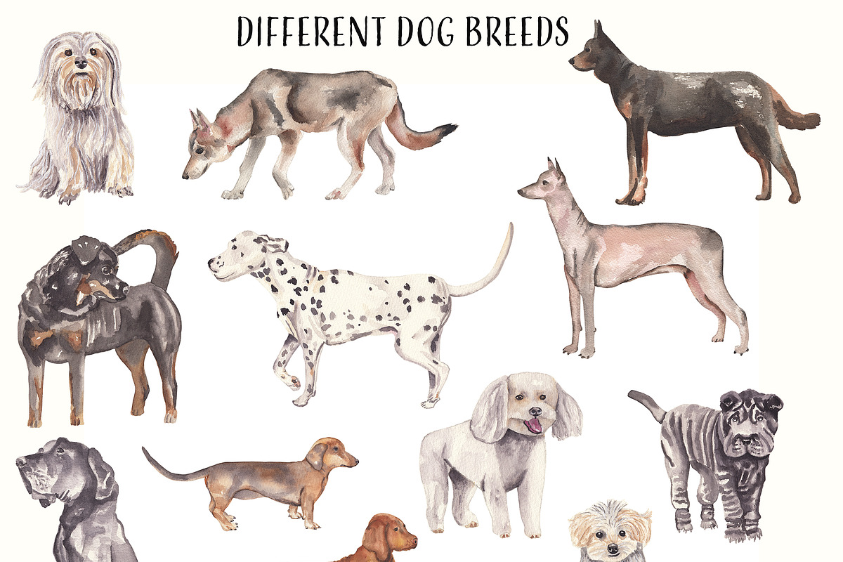 Dogs Alphabet, clipart & patterns, an Animal Illustration by Visual Animal (Photo 3 of 8)