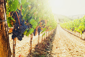 Ripe grapes hanging from vines in Tuscany vineyard at sunset, a Nature Photo by Antonio Gravante Market