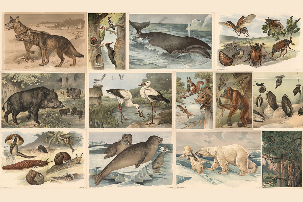 Alfred Fiedler Täubler’s Animals, an Animal Illustration by Digital Museum (Photo 4 of 12)