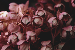 Dark and Moody Pink Flowers, a Nature Photo by René Jordaan Photography