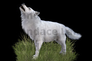 White Dire Wolf Illustration, an Illustration by Kandace Lalo Designs (Thumbnail 4 of 5)