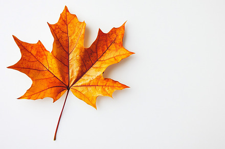 Vibrant orange maple leaf on a white, a Nature Photo by MistyDay
