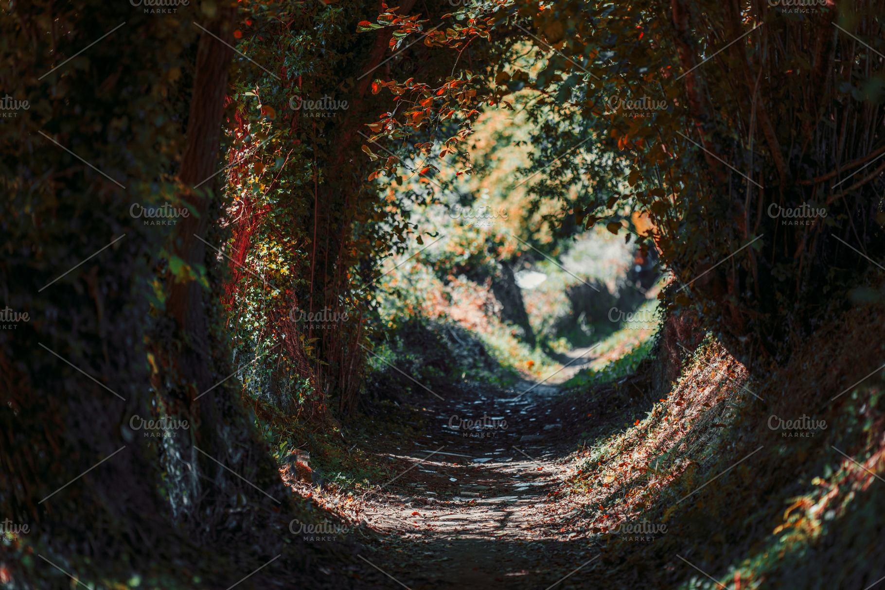 Enchanted forest tunnel path, a Nature Photo by SkyNext