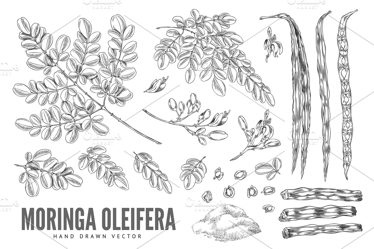 Black and white sketch of branches, a Food Illustration by Sabelskaya