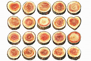 Watercolor Wood Slice Clipart, an Illustration by Libby Wishes (Thumbnail 3 of 5)