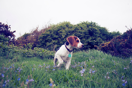 Beagle Puppy Closeup preview 5