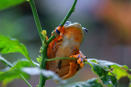 Portrait of a Javan tree frog