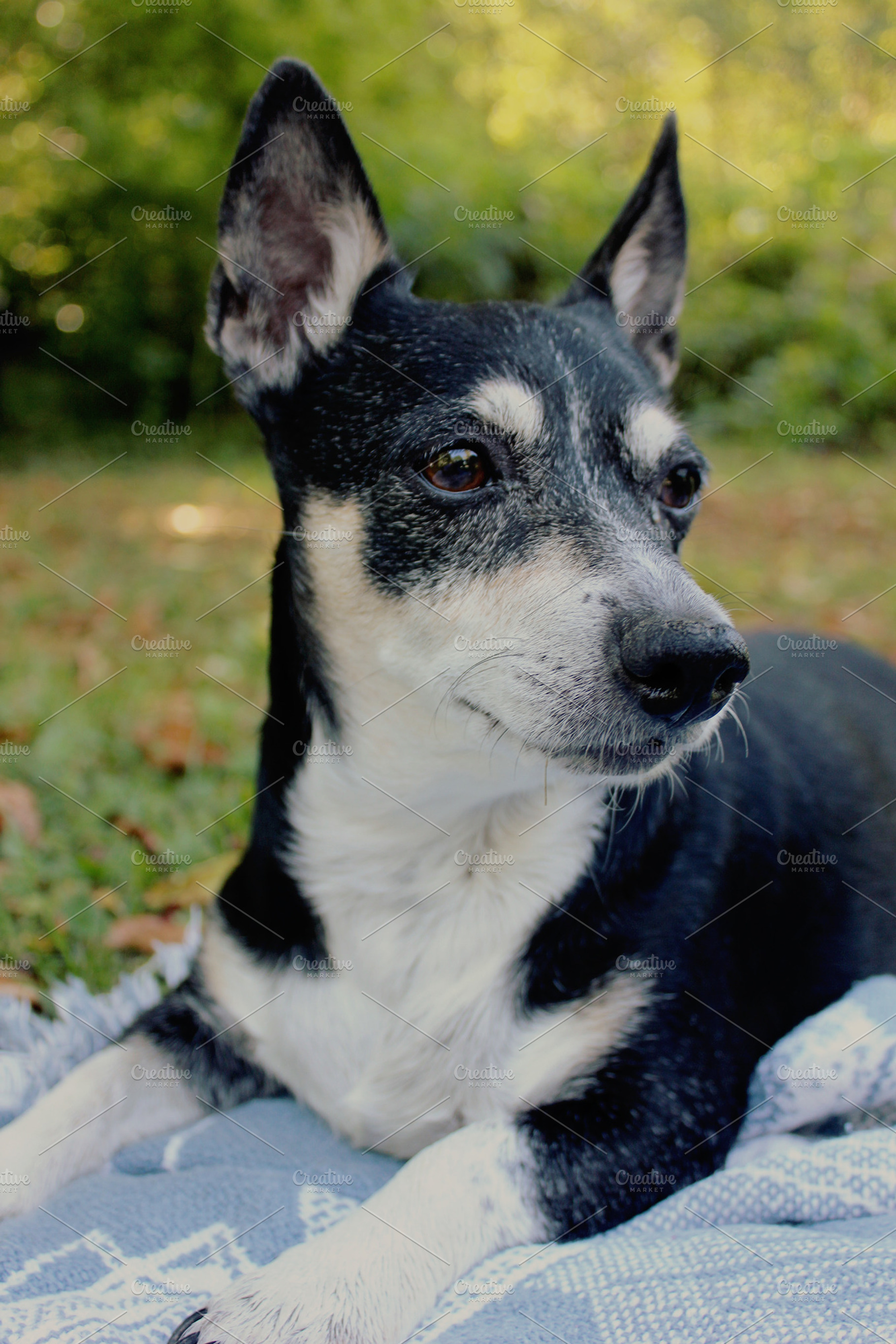 Sweet Old Dog, an Animal Photo by Creatively Happy Studio