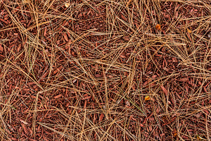 Pine needles autumn background