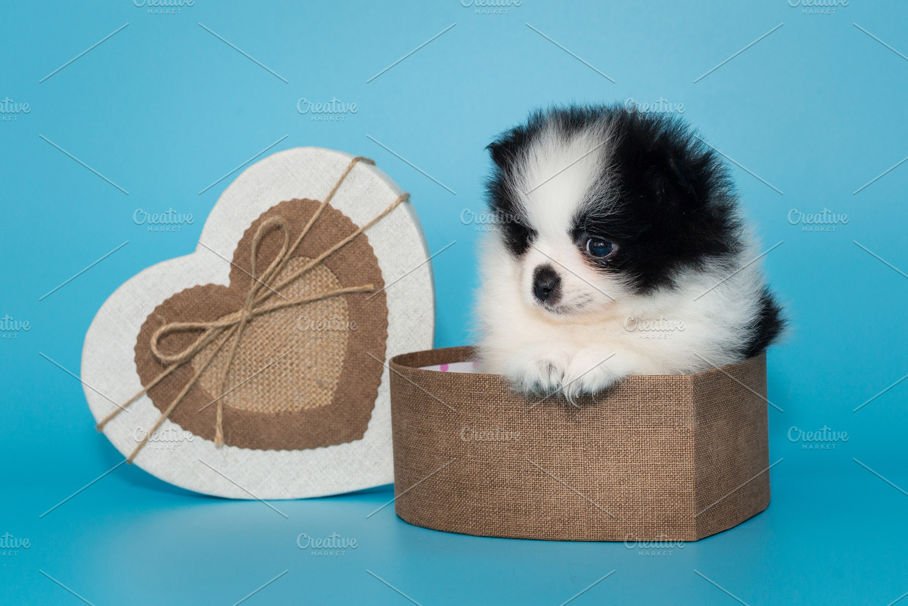 Small pomeranian puppy in a heart-shaped gift box, an Animal Photo by Okssi68