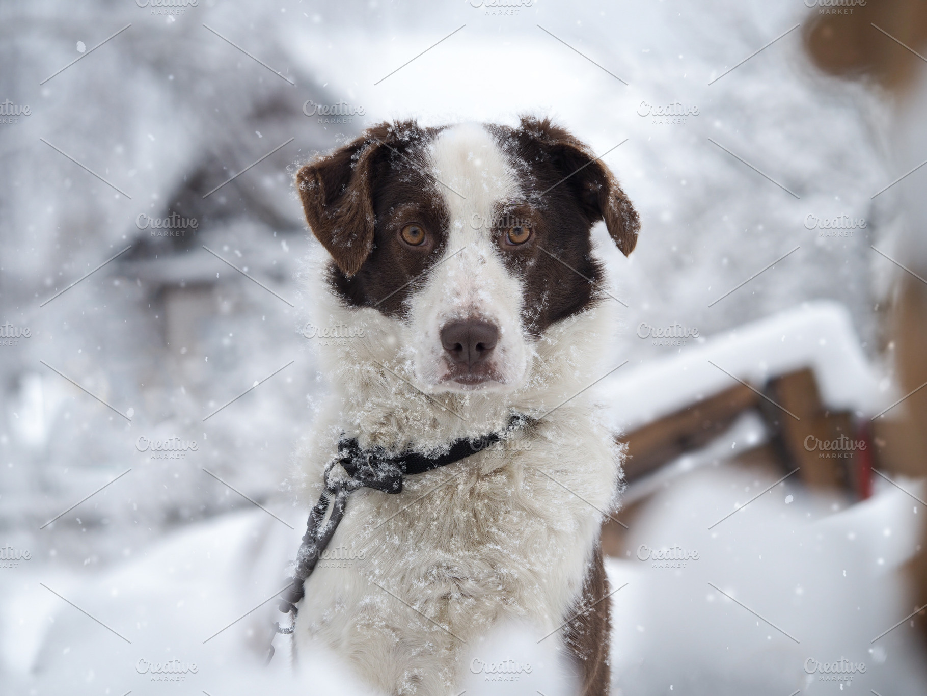 The dog is freezing, an Animal Photo by Kozorog
