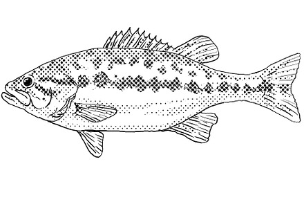 Micropterus henshalli or Alabama bass  Freshwater Fish Cartoon Drawing, an Animal Photo by patrimonio