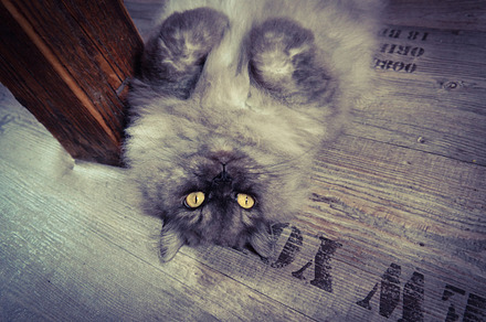Cat stock photo