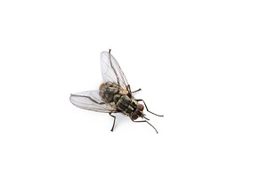 Common housefly on white background