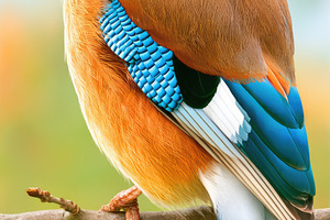 Eurasian jay perched on oak branch colorful wildlife illustratio, an Animal Photo by José Manuel Gelpi