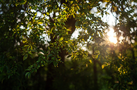 Spring sun shining through the leaves