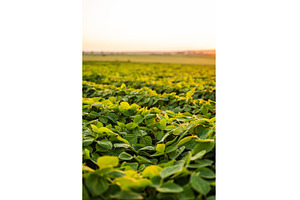 Soybean field at sunset, agriculture, a Nature Photo by volodymyrshtun13795