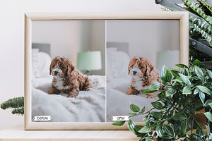 Cute Pets Lightroom Presets