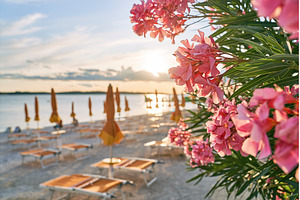Pink oleander flowers at an empty, a Nature Photo by Oleksandr Berezko