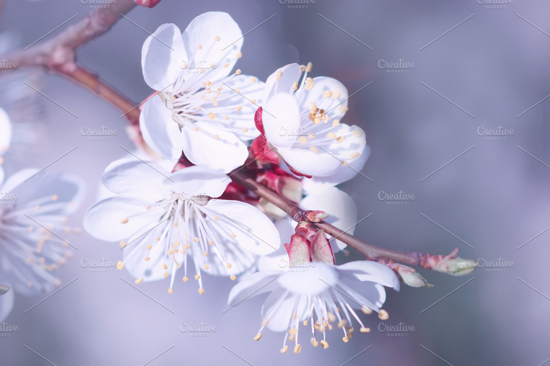 Beautiful white apricot flowers, a Nature Photo by Vladimir Kazimirov