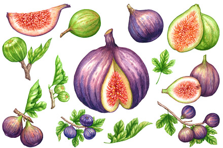 Watercolor Figs Fruit Clipart, a Food Illustration by Stellalunarts