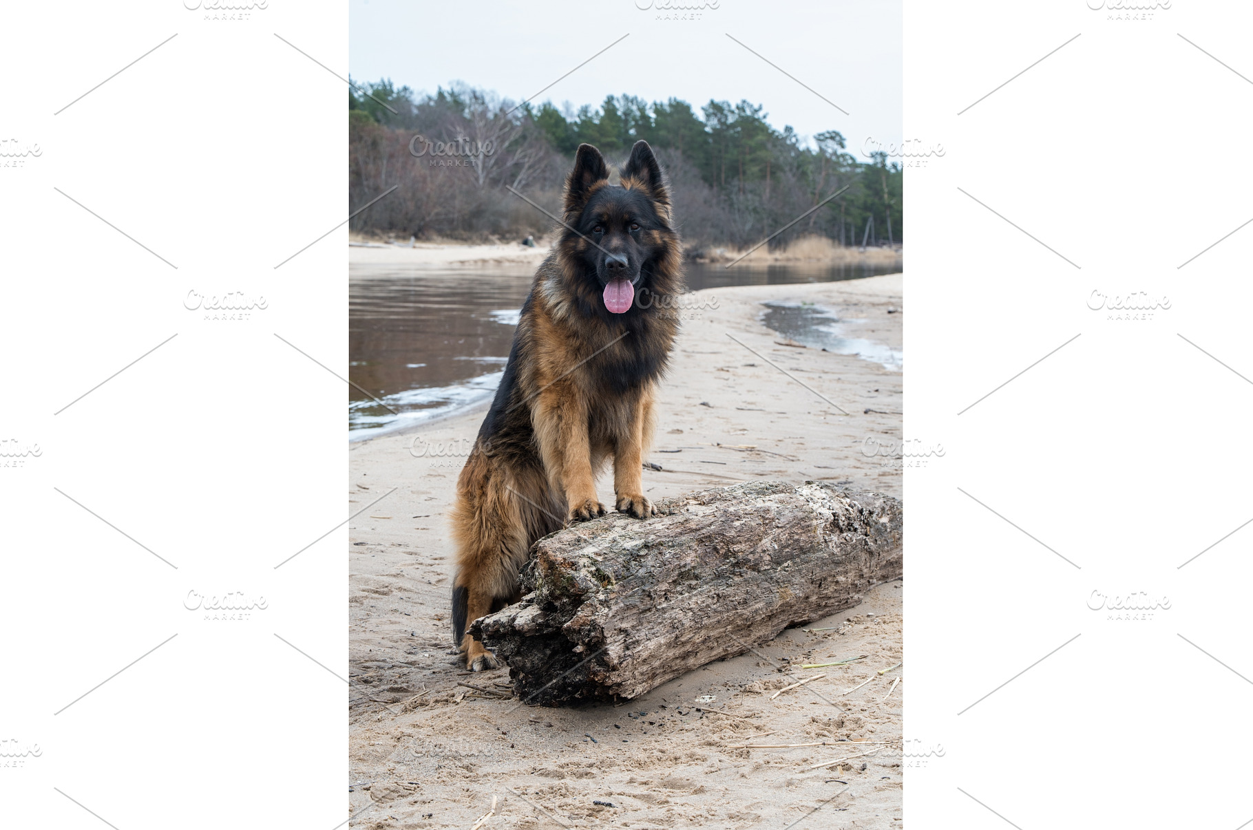 German Shepherd Dog on the beach at, an Animal Photo by COLORFUL