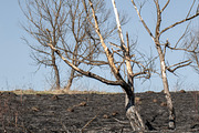 The scorched earth, a Nature Photo by Schreibikus (Thumbnail 3 of 3)