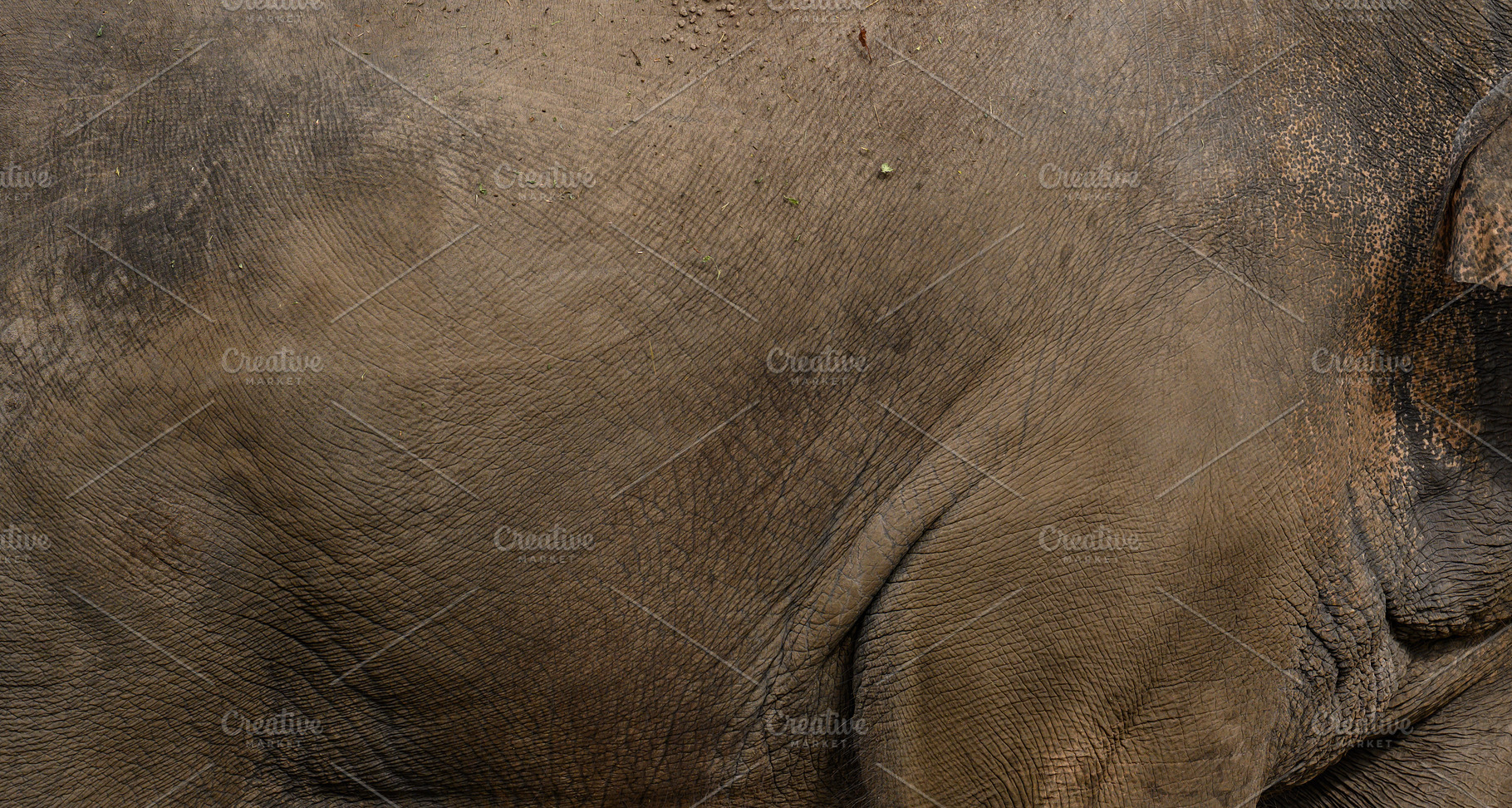 Close-up of grey elephant's thick wrinkled skin texture., an Animal Photo by ndanko