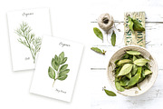 Watercolor Herbs and Spices, a Food Illustration by MayaNavits (Thumbnail 4 of 13)