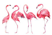 Flamingo, an Object Illustration by Eisfrei (Thumbnail 2 of 4)