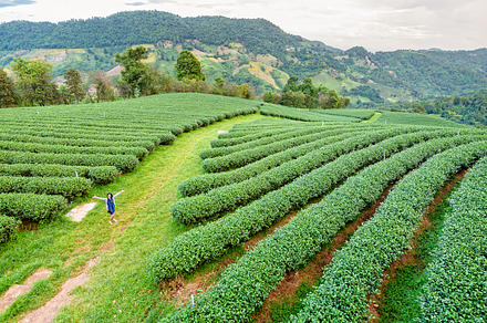 Tourist women on green tea plantation, a Nature Photo by yongkiet jitwattanatam