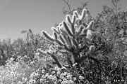 Dorado Lightroom Presets, a Brushes & More by Cactus Country (Thumbnail 7 of 12)