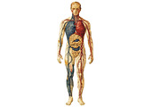 Antique Anatomy clipart, an Illustration by Designworld (Thumbnail 3 of 4)