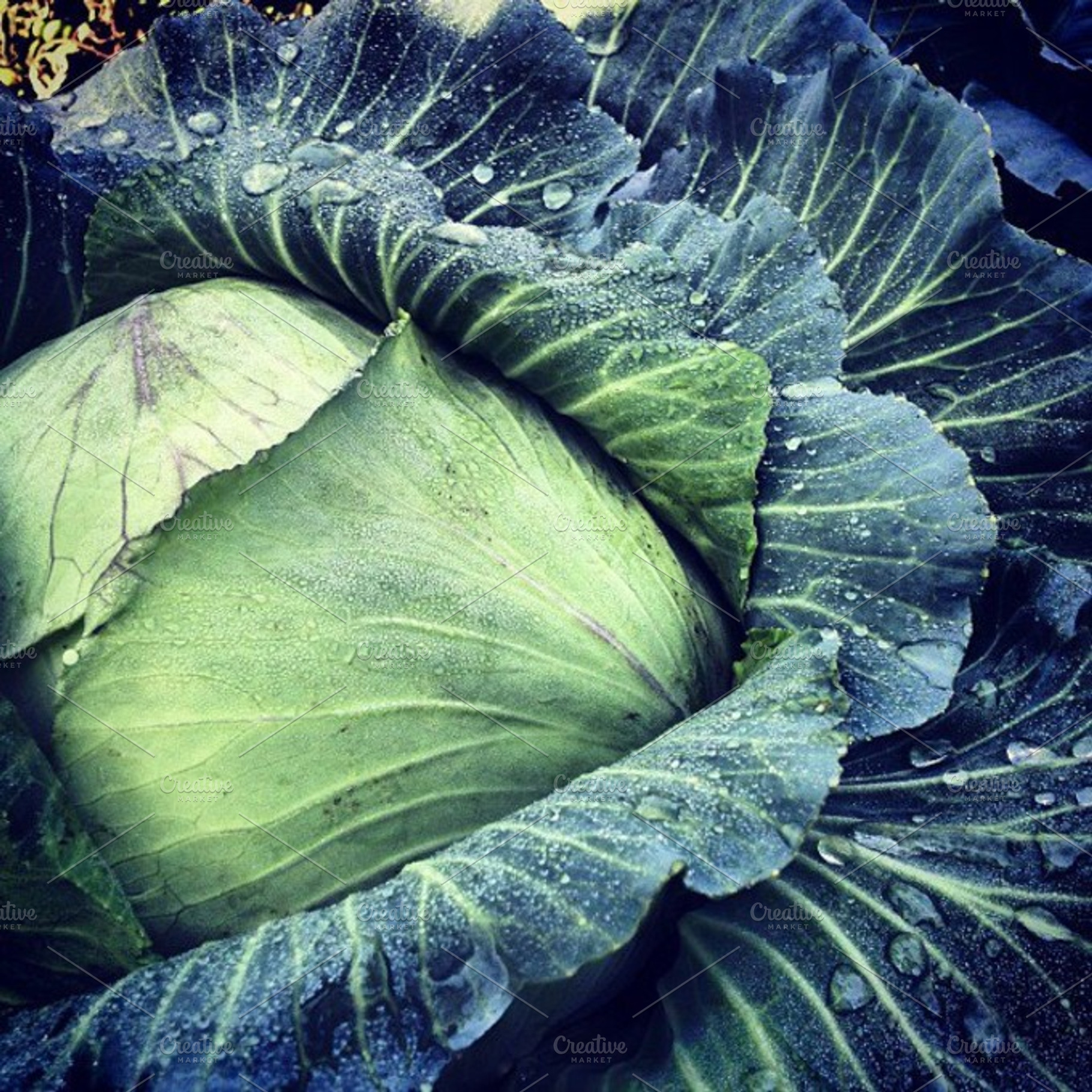 Fresh Cabbage